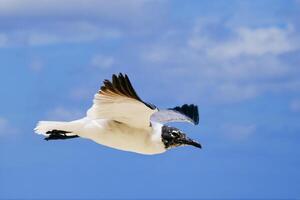 A Laughing gull glides along the shoreline during a partly cloudy afternoon in the Bahamas photo