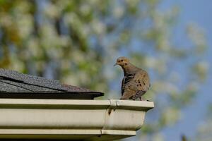Mourning Dove sitting on the top of a house spouting, the soft spring background gives a sense of peace and quiet photo