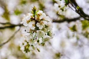 White cherry blossoms with a blurred background of the cherry tree photo