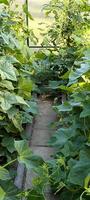 Fresh greens. young cucumbers in controlled growing conditions photo