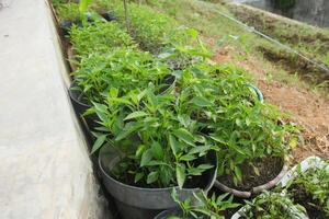 A group of plants in pots on a ledge photo