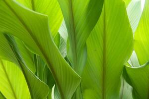 A close up of a large green plant with many leaves photo
