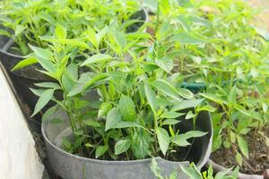 A group of plants in a pot on a window sill photo