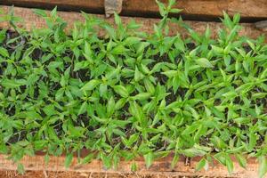 Curly chili or Capsicum annuum cultivation by sowing on the surface of fertile humus soil, small chili plants photo