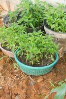 A dog sitting on a dirt patch with plants in a pot photo