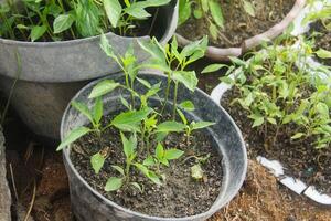 A group of plants in a pot on the ground photo