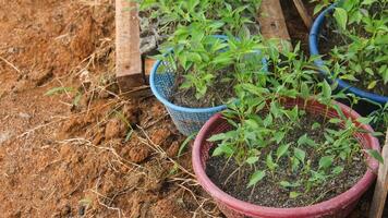 Three small plants in pots on the ground photo