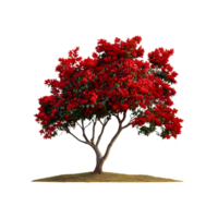Natural flamboyant tree isolated on transparent background png