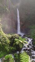 Scenic view of Kapas Biru Waterfall in East Java, Indonesia, with lush tropical plants, mist, and vibrant jungle greenery. Tranquil and wild nature destination. video