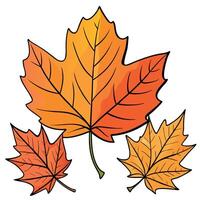 Autumn Maple Leaves Illustration vector