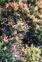 Textured Backgrounds from Red lip tree ornamental plant. This plant is a type of Syzygium oleana which is a plant with a characteristic red color on the tips of its leaves. Natural Wall photo