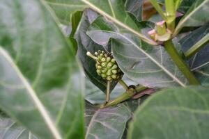 Bokeh shot of Noni fruits. The fruit of the Morinda citrifolia plant photographed with green foliage foreground. Depth of fields. Wild Flora in nature. Noni Fruits with green leaves frame. photo