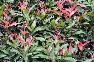 Textured Backgrounds from Red lip tree ornamental plant. This plant is a type of Syzygium oleana which is a plant with a characteristic red color on the tips of its leaves. Outdoor Decoration photo