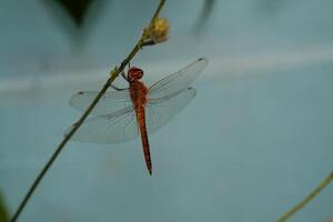 Macrophotography Red dragonfly hanging vertically on a stem. Red dragonfly of the Crocothemis erythraea type, an insect that only appears during rain or places near water. Animal in closeup photo