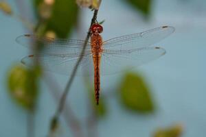 Macrophotography Red dragonfly hanging on a flower stalk. Red dragonfly of the Crocothemis erythraea type, an insect that only appears during rain or places near water. Science of animal photo