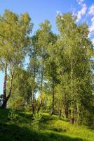 Green birch trees and grass on a sunny hillside under a clear blue sky, a natural spring landscape and outdoor scene for background. photo