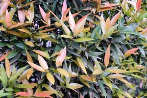 Textured Backgrounds from Red lip tree ornamental plant. This plant is a type of Syzygium oleana which is a plant with a characteristic red color on the tips of its leaves. Natural Wall Backdrop. photo