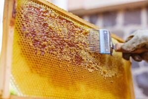 Close Up of Beekeeper Using Uncapping Fork to Remove Wax from Full Honeycomb Frame at Honey House photo