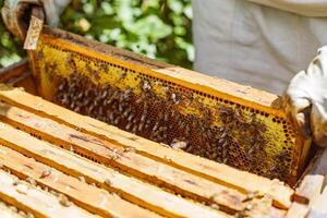Close Up of Beekeeper Inspecting Bee Covered Honeycomb Frame During Apiary Harvest in Summer photo