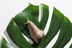 Close-up macro of a brown snail crawling on a dewy green monstera leaf, isolated on a white background. Natural texture, moisture, and tropical botanical theme in minimalist style. photo
