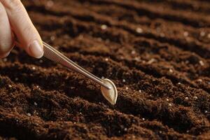 Planting Sunflower Seeds in Soil Row Closeup Spring Sowing Process Home Gardening and Agriculture Concept photo