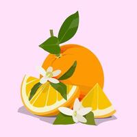Fresh orange fruit with slices, green leaves, and blossoms in a flat style, perfect for food, packaging, and botanical designs vector