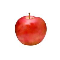 Realistic digital illustration of a fresh apple with a stem, isolated on a white background vector