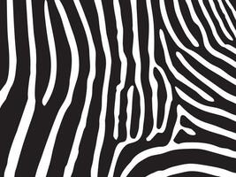 Abstract zebra stripe pattern in black and white. High-contrast animal skin design, perfect for backgrounds, textiles, and wildlife-themed artwork. vector