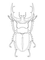 Detailed line art illustration of a stag beetle, perfect for coloring books, educational materials, and nature-themed designs vector