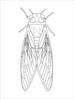 Detailed line art illustration of a cicada, ideal for coloring books, entomology studies, and nature-themed designs vector