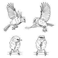 Set of titmouse. Flying bird Hand drawn illustration vector