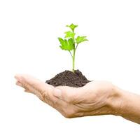 currant sprout in male hands. small seedling plant isolated on white background photo