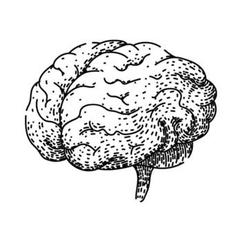 memory brain sketch hand drawn element vector