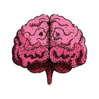 neuroplasticity brain sketch hand drawn item vector
