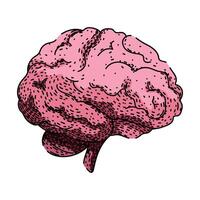 neurons brain sketch hand drawn element vector