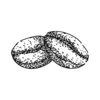 brew cofeee bean sketch hand drawn item vector
