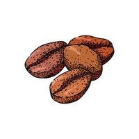 robusta cofeee bean sketch hand drawn element vector