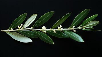 A delicate olive branch with developing buds rests against a dark background. The image showcases the natural beauty and potential of new growth on this iconic plant. photo