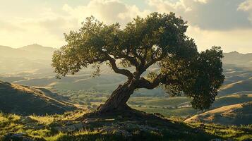 Ancient tree stands sentinel over rolling hills at golden hour. This majestic tree offers a sense of timeless beauty and tranquility in a vast landscape. photo