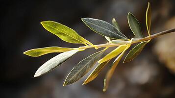 Detailed close up of a sunlit olive branch with textured leaves. The shallow depth of field highlights the intricate details and vibrant green hues of the foliage. photo