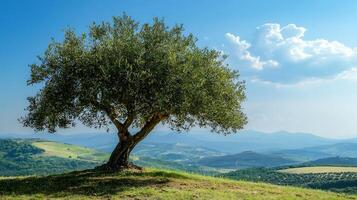 Ancient olive tree stands tall on a rolling green hillside under a vast blue sky. This majestic tree overlooks a picturesque landscape of layered hills and distant mountains. photo