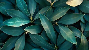 Close up of deep green waxy leaves with subtle golden edges, showcasing natural texture and depth. This image captures the organic beauty of foliage, perfect for backgrounds or natural themes. photo