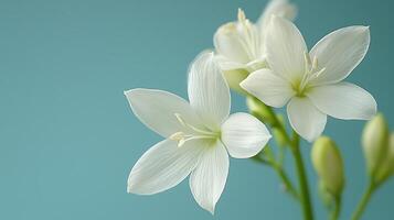 Delicate White Flowers with Soft Petals Against a Teal Background. photo