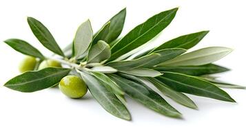 Fresh Green Olives and Olive Branch on White Background. A close up view of unripe olives and their leaves, representing natural freshness and healthy ingredients. photo