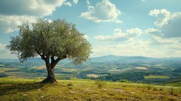 Majestic olive tree stands solitary on a grassy hillside overlooking rolling Tuscan hills under a dramatic sky. photo