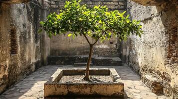 Resilient Tree Thrives Within Ancient, Ruined Courtyard. photo