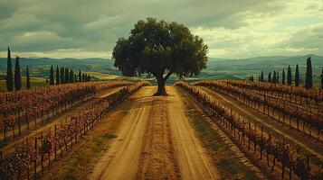 Serene Tuscan vineyard with a large tree at the end of a dirt path under dramatic skies. photo