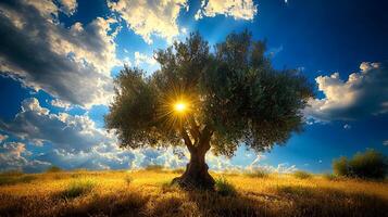Sunburst through an ancient olive tree in a golden field under a dramatic sky. photo