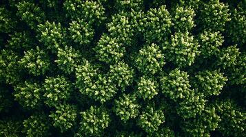 Aerial view of a dense canopy of vibrant green leaves, illuminated by sunlight. This top down perspective showcases the intricate patterns and rich textures of nature's foliage. photo