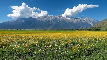 A vibrant meadow of wildflowers stretches towards snow capped mountains under a bright blue sky with fluffy clouds. photo